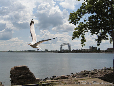 A Gull Enjoying a Fine Duluth Summer Day