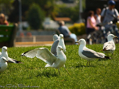 Ring-billed Gulls Looking for Handouts at Duluth's Canal Park