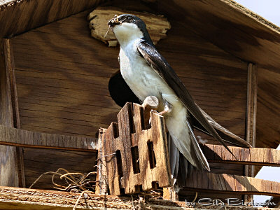 A Tree Swallow Arrives with Food Caught in Mid-air