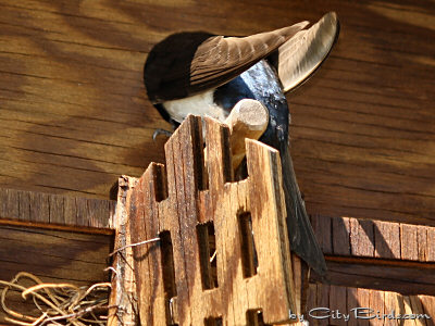 Time for the Tree Swallows to Eat