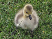 Lake Merritt Wildlife Refuge Spring 2010