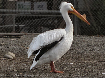 Male American White Pelican During Mating Season