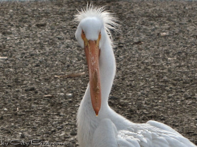 Portrait of an American White Pelican at Lake Merritt