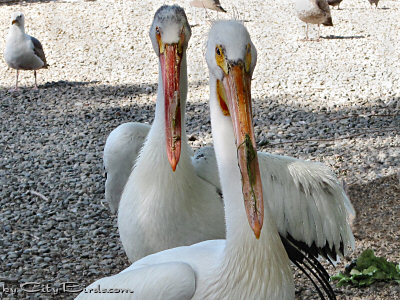 A Pair of American White Pelicans