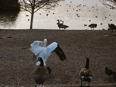 An American White Pelican, Canada Geese and other Birds Early Morning at Lake Merritt