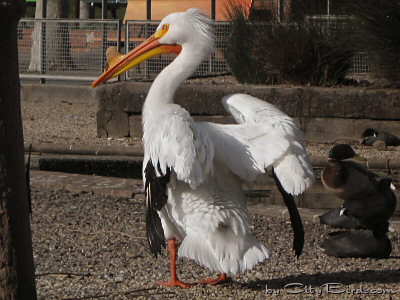 An American White Pelican Ready for a New Day at Lake Merritt