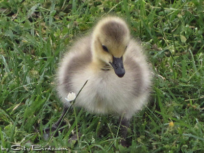 A Canada Geese Chick Sits for a Portrait at Lake Merritt