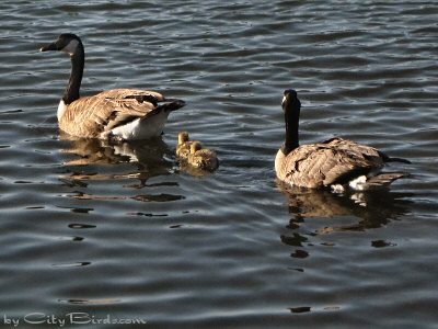 At Sunrise a Canada Geese Family is Seen Swimming on Lake Merritt