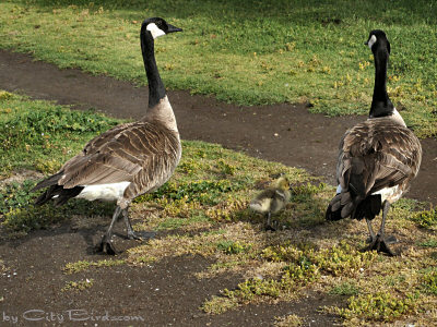 At Sunrise a Canada Geese Family is Seen taking a Walk at Lake Merritt