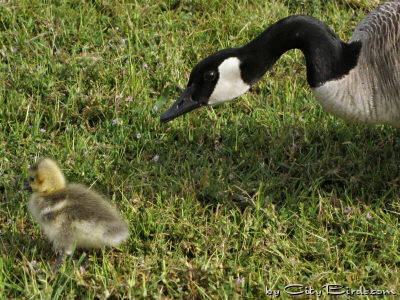 A Canada Geese Parent Keeps Careful Watch over the Chicks at Lake Merritt