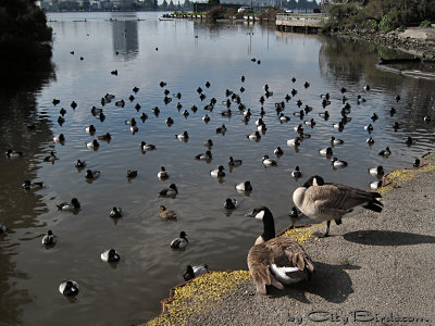 Canada Geese Watching Over Lesser Scaups and Others at Lake Merritt