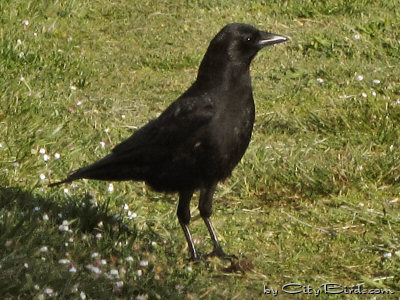 A Crow Foraging on the Grounds of Lake Merritt