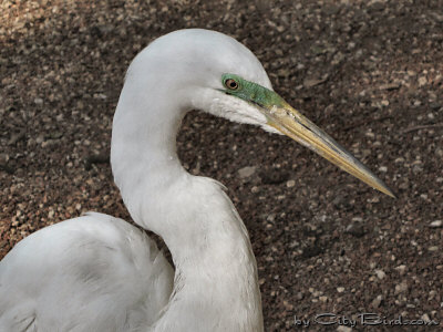 Close-up of a Lake Merritt Great Egret