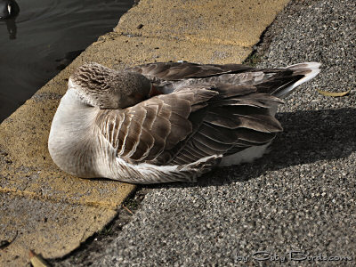 A Greater White-fronted Goose Napping in the Warm Morning Sun at Lake Merritt