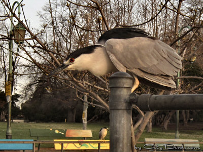 A Black-crowned Night Heron Getting Ready to Take Flight
