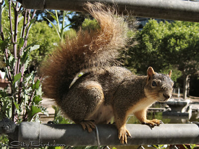 A Squirrel Enjoying the Day at Lake Merritt