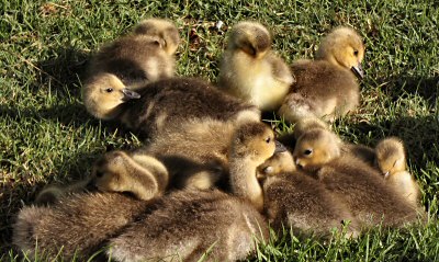 Waking Canada Geese Chicks at Lake Merritt