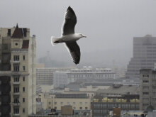 Some Larger San Francisco Birds -- Posted January 18, 2011