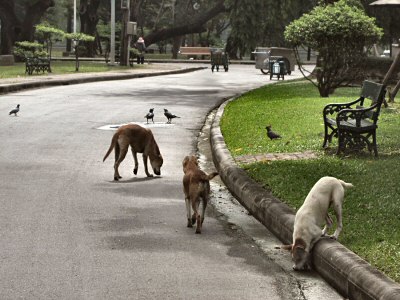 Bangkok Has Dogs, Pigeons and Jungle Crows