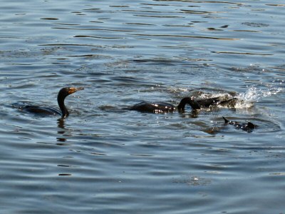 Double-crested Cormorants Fishing in Lake Merritt