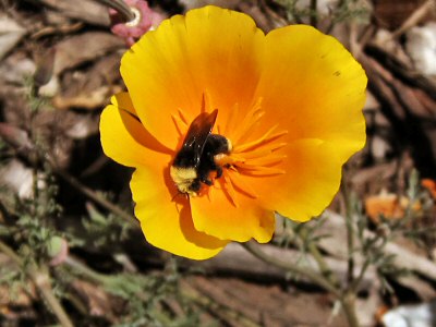 Bee on a California Poppy, Fort Mason Gardens, San Francisco