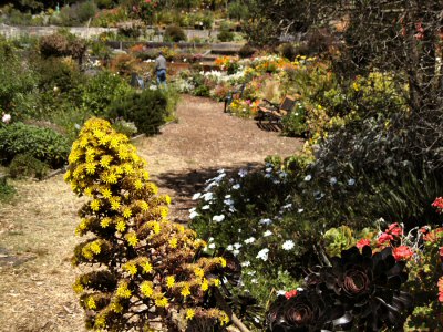 A Garden Path at Fort Mason, San Francisco