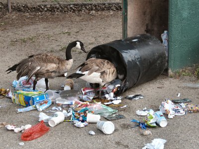 Canada Geese at Lake Merritt Having Fun Going Through a Garbage Can Left Unlocked