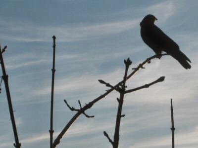 Early Morning Crow at Lake Merritt, Oakland, CA