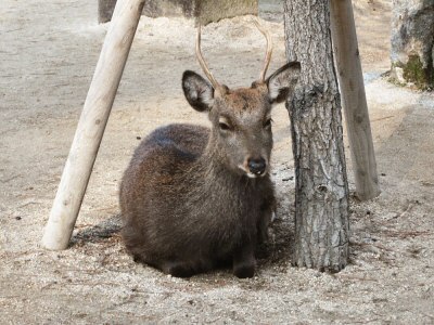 Miyajima Also Has Deer
