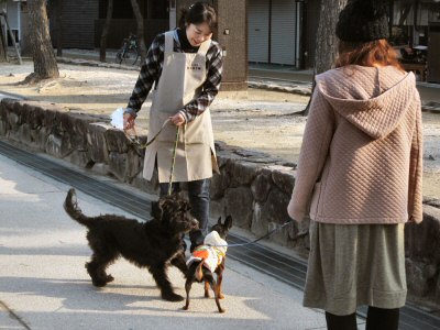 Miyajima Japan Has Dogs