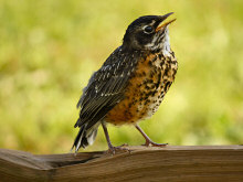 City Birds and Scenes of Duluth, Minnesota -- Posted July 22, 2010