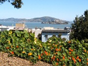Alcatraz from Russian Hill