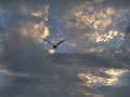 Sunset Gull from Russian Hill