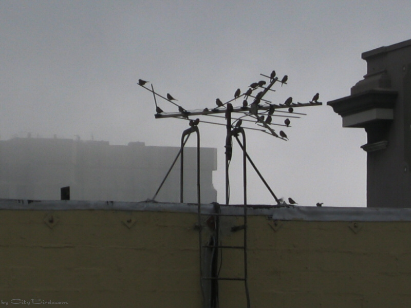 Fog and House Finches