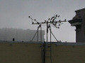 San Francisco Fog and House Finches