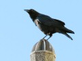 One of Many Crows at Fort Mason, San Francisco