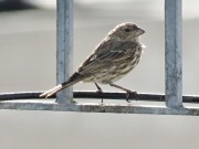 Metal railings serve as a perch for this House Finch