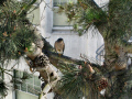 A Sharp-shinned Hawk waiting for a meal to fly by.