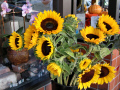 Sunflowers, a sign of Autumn, brighten up the City.