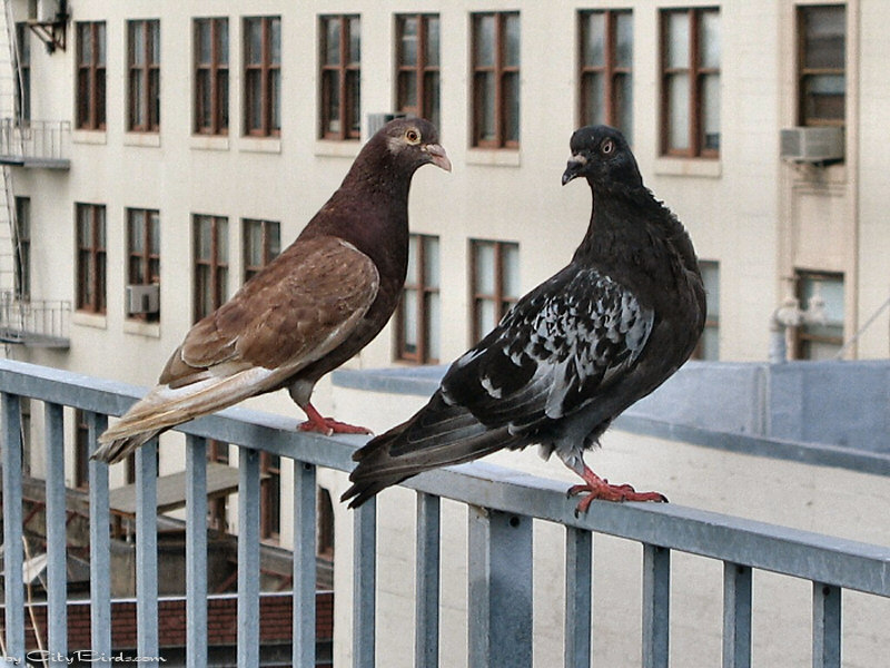 Two Rock Doves -- Pigeons, SF