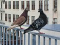 Pair of Pigeons