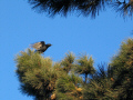 A San Francisco Crow