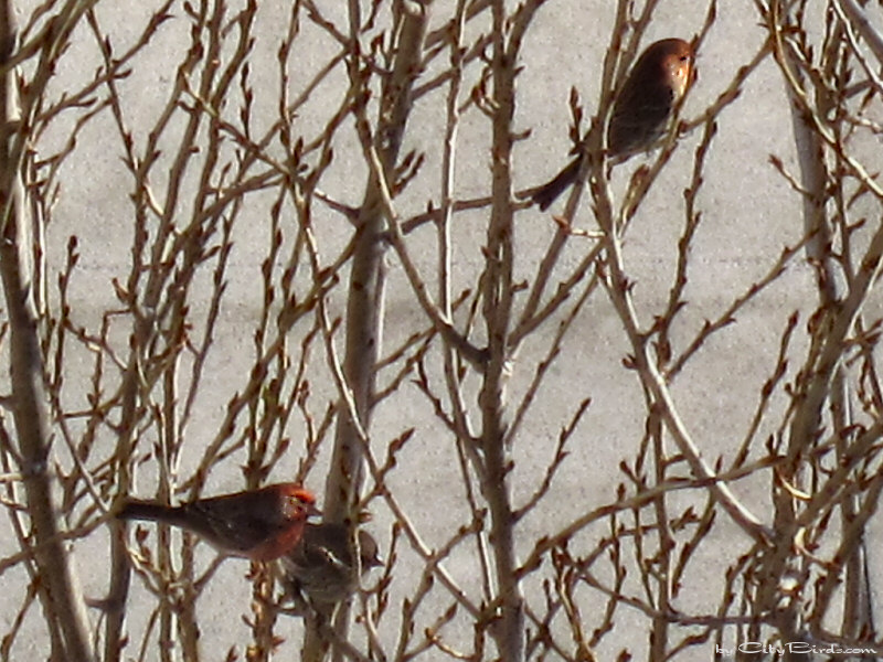 House Finches on Budding Poplar