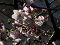 San Francisco Cherry Blossoms