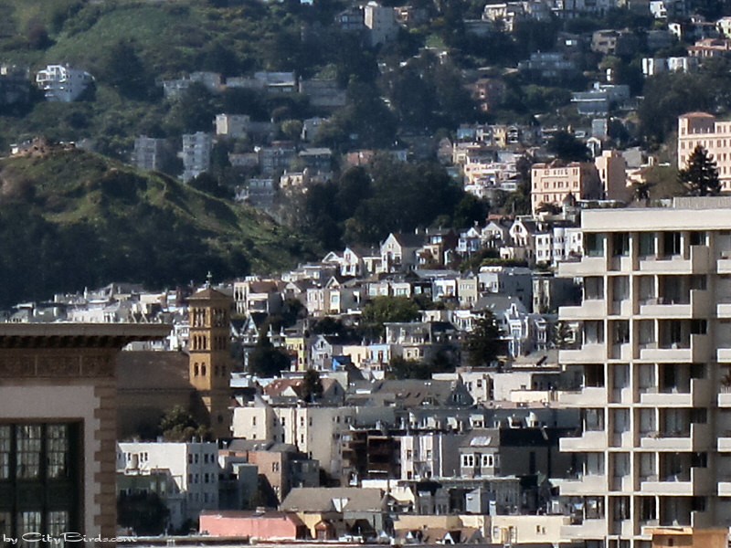 A SF Hillside Scene