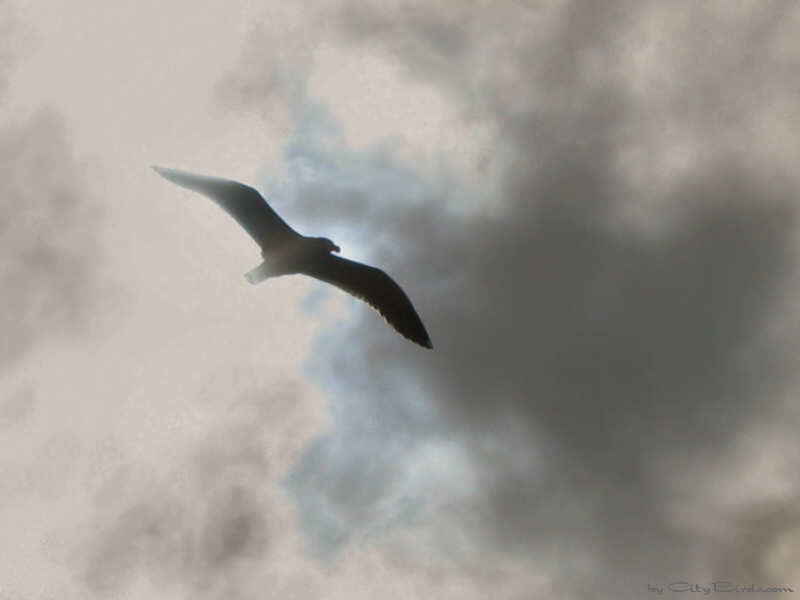 Gull is navigating through the clouds and fog
