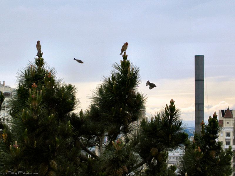 House Finches on an old-growth pine