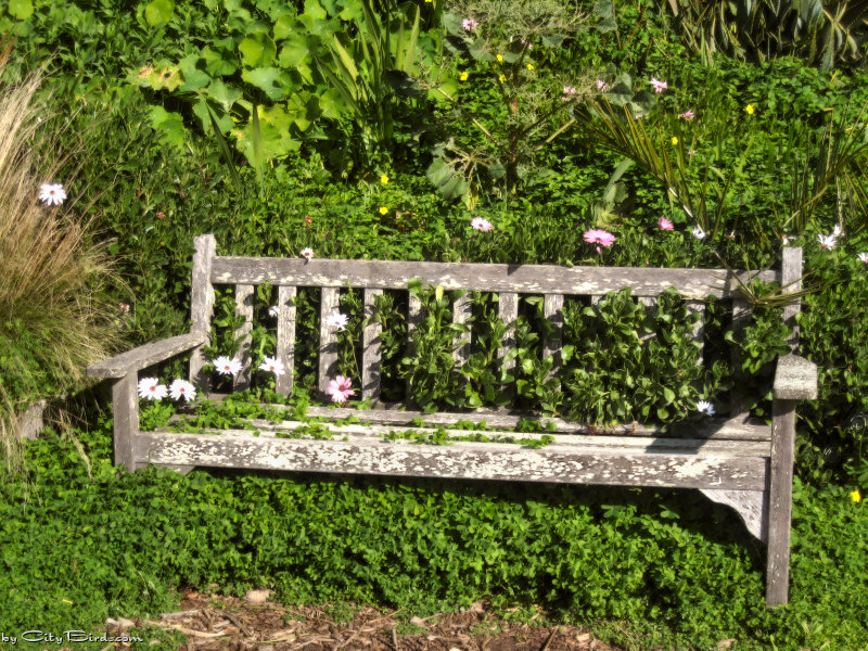 An old park bench at the Fort Mason Public Gardens, San Francisco