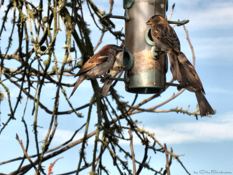 Sparrows enjoying a feast at the Fort Mason Public Gardens, San Francisco