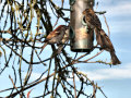 White-crowned and House Sparrows